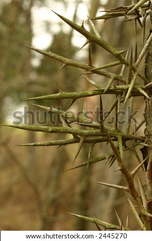 Thorns On Thorny Locust Tree Stock Photo 2445270 : Shutterstock