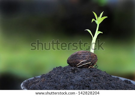 Young othalanga sprout seed on plant pot.