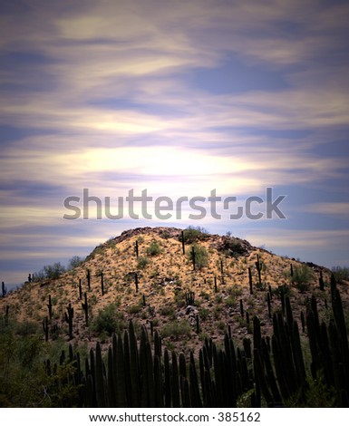 Cacti growing on desert hill. Shot at sunrise