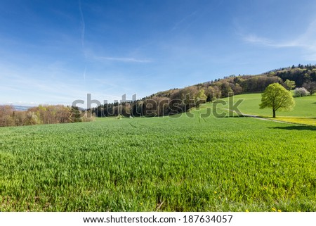 Swiss landscape: countryside during spring season with blue sky
