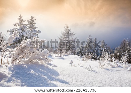 Snow covered trees in the mountains at sunset. South Ural, Russia.  Fantastic landscape glowing by sunlight