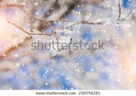 Snow covered tree and snowfall. Beautiful winter landscape. Small depth of sharpness. Winter background