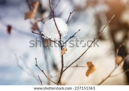 Snow-covered plants in winter forest at sunset. Beautiful winter landscape. Small depth of sharpness. Vintage filter