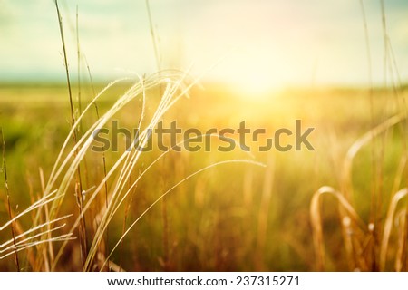 Beautiful summer landscape with grass in the field at sunset. Summer background. Small depth of sharpness