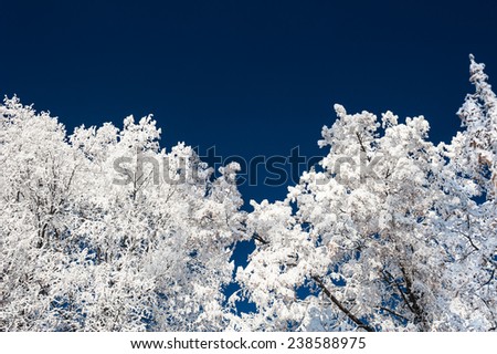 White trees and dark blue sky. Hoarfrost and snow on the trees in winter forest. Beautiful winter landscape. Polarization filter