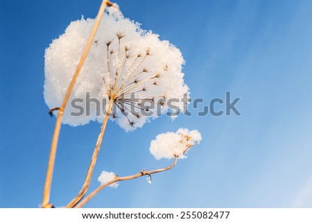 Snow-covered plants in winter forest. Beautiful winter landscape
