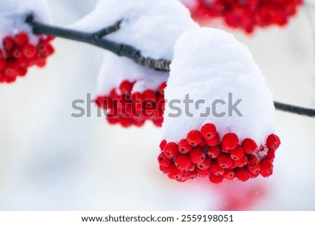 Similar – Foto Bild Winterbeeren ruhig