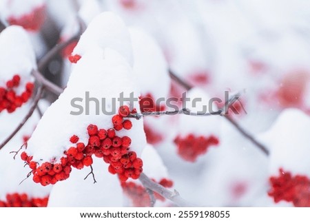 Similar – Foto Bild Winterbeeren ruhig