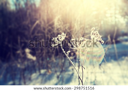 Frost on the plants in winter forest and sunlight. Macro image with selective focus, vintage filter