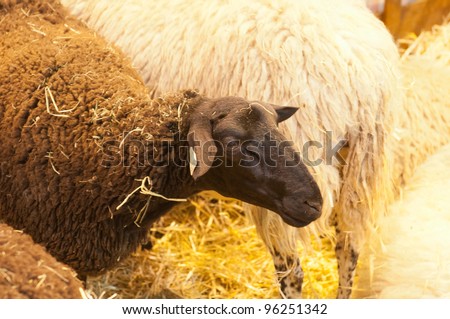 PARIS - FEBRUARY 26: Black Sheep at The Paris International Agricultural Show 2012 on February 26, 2012 in Paris