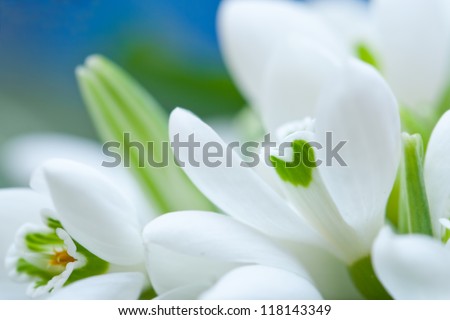 Background of macro snowdrop flowers and green leaves