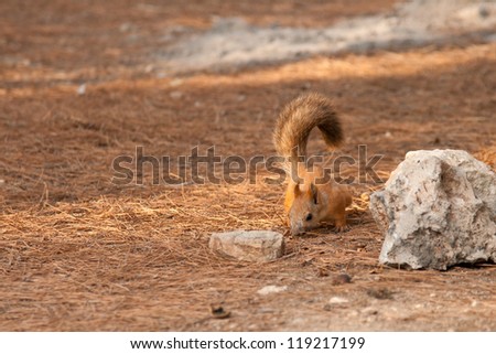 Red squirrel on a ground eat nuts with copy space for your text