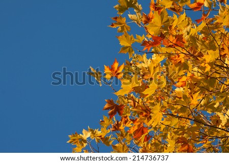 Autumn Sycamore Leaves  on blue sky background
