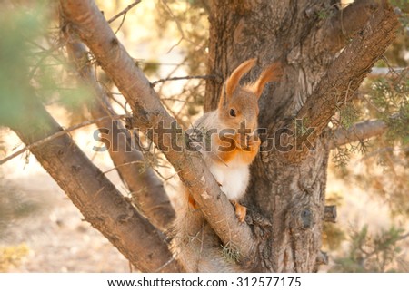 Red squirrel on a branch of pine tree eat nuts