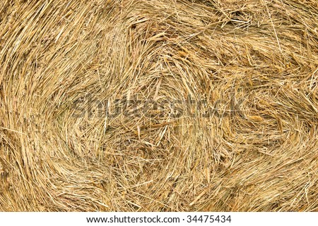 find the needle in a haystack