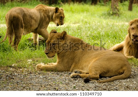 group of majestic african lion in nature