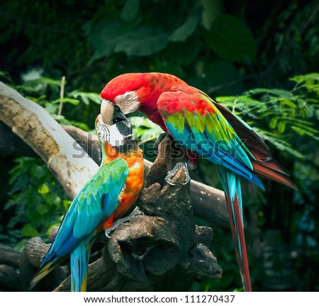 scarlet macaw kisses on blue and yellow macaw in nature