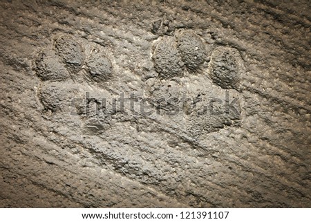 Extreme close up shot to dog footprints on fresh cement.