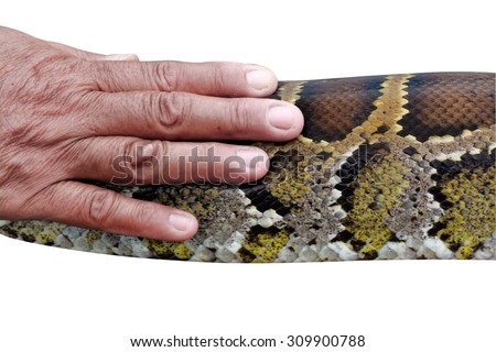 Old woman hand touching boa snake body