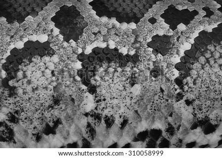 Boa snake skin fine retouch with high resolution for design element or background black and white version