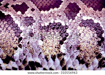 Boa snake skin fine retouch with high resolution for design element or background