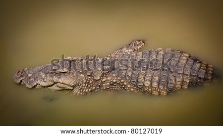 portrait of alive crocodylus siamensis : Freshwater or Siamese Crocodile in nature