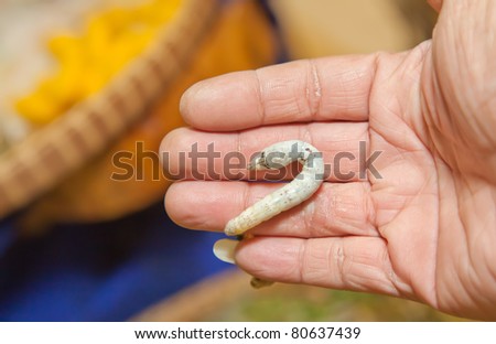 alive silk worm on fingers