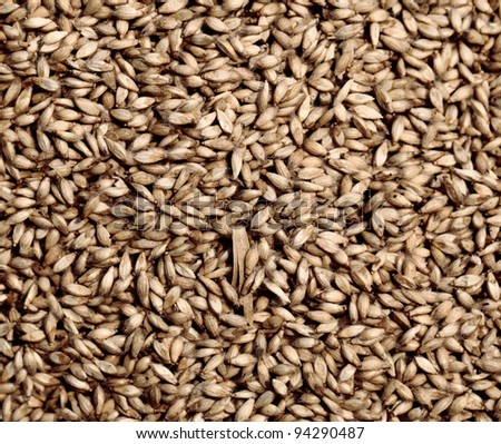 Grass Seed for Grow in Animal Farm