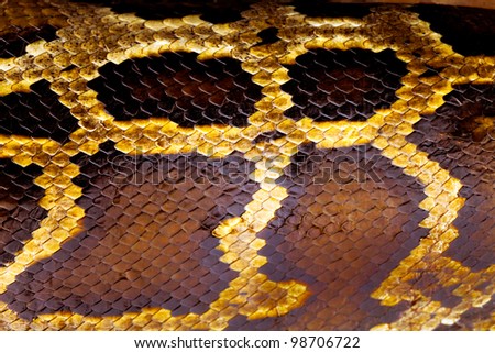 boa snake skin from alive body, Korat, Thailand