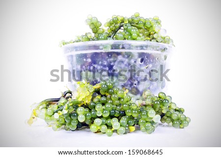 Oval sea grapes seaweed