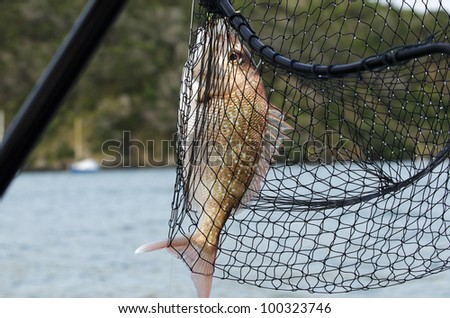 A hunted red Snapper fish inside a hand fishing net at sea.