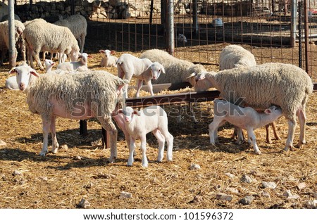 Dairy sheep farm in the Negev desert, Israel.