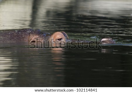 Hippopotamus swim. Photo by Rafael Ben-Ari/Chameleons Eye