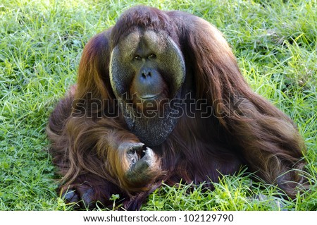 A big male orangutan orange monkey from Borneo, south east asia.