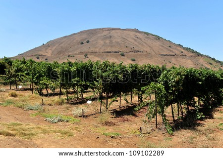 Wine vineyard under Mount Bental in the Golan Heights, Israel.