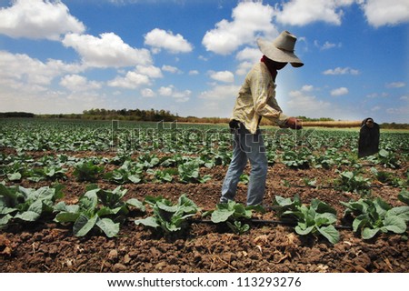 SDEROT, ISRAEL - AUGUST 23 2009:A foreign Thai worker works in a cabbage field in Sderot, Israel.There are about 300,000 workers in Israel that works mainly in agriculture, two-thirds are unauthorized