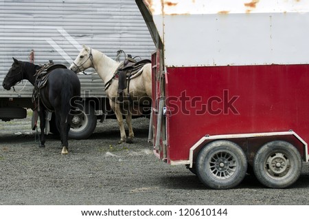 Rodeo horses outside horse trailers.