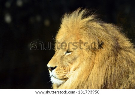 Lion face (side look close up profile) in it\'s natural environment.