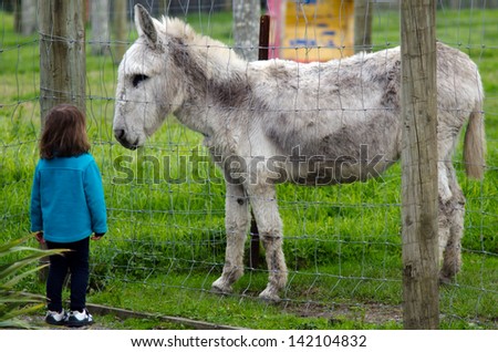 MATAKAN, NZ - JUNE 02:Little girl (Talya Ben-Ari age 3) looks at a donkey in a farm on June 02 2013. Farm animals including cows, sheep, pigs, chickens and goats, can pass diseases to people.