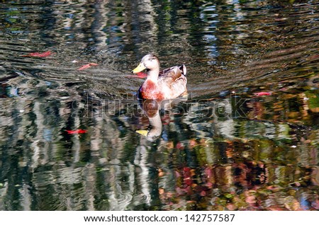 AUCKLAND, NZ - JUNE 02:Male Mallard duck swimming in a pond on June 02 2013. The mallard is one of the most recognized of all ducks and is the ancestor of several domestic breeds