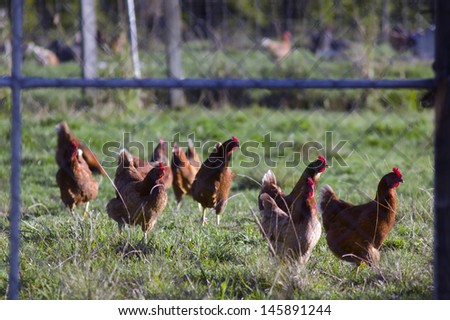 Free range egg-laying hens in a chicken farm.
