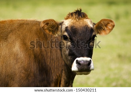 Brown cow portrait over a green field in dairy farm.