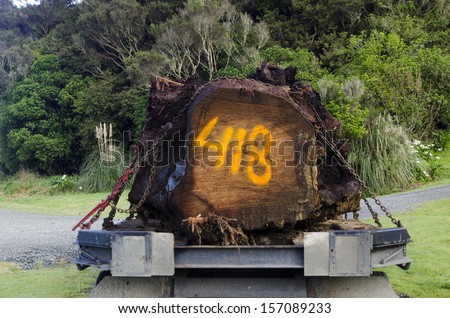 KAITAIA,NZ - SEP 15:Old Kauri on log truck on sep 15 2013.Kauri are among the world\'s mightiest trees, growing to more than 50M tall with trunk girths of up to 16M and living for more than 2000 years.