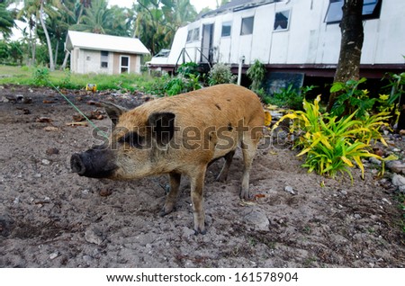 A sow (female pig that has given birth) tied to a tree on Arutanga Island in Aitutaki lagoon, Cook Islands