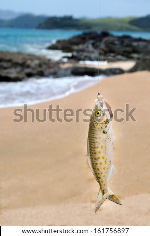 Fish on a hook during casting fishing at sea from the beach. Concept photo of fish on a hook: trapped,trap,victim ,fishing ,sport, angling, hunt and hunting and hunter,