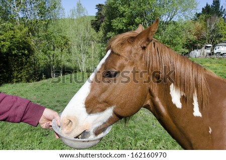 TAIPA, NZ - OCT 20:Man feeding horse on Oct 20 2013. Horse can eat 7 to 11 kilograms (15 to 24 lb) of food per day