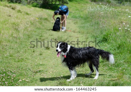 TAIPA, NZ - NOV 05:Border Collie dog waits for his master in the park on Nov 05 2013. There are more than 150 dog breeds, divided into classes such as: sporting, hound, working and herding.