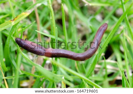 Worm crawls on green grass. (Close up)