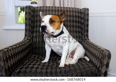 Staffordshire Bull Terrier sit on a chair.