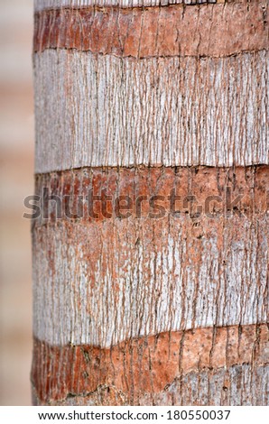 Detail of a Coconut palm - Palm tree bark texture - Rough brown palm tree wood bark natural texture background . horizontal. vertical